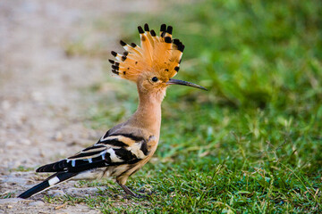 Common hoopoe with his head feathers up in Kaziranga National Park, India