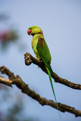 Alexandrine Parakeet Perched on a branch in Kaziranga National Park, India
