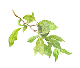 Fototapeta premium Green leaves on branch. Water color illustration