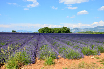 Fototapeta na wymiar Blooming lavender field on Valensole high plateau in Provence, cultivation in rows, mountain range on horizon