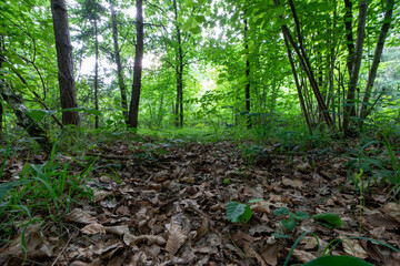 Obraz premium Wald mit Büschen und Gräsern