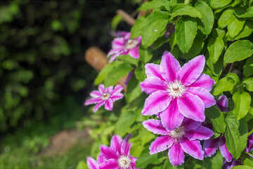 Fototapeta na wymiar Pink clematis flower on the vine. Clematis flower blooming in garden background