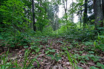 Obraz premium Wald mit Büschen und Gräsern