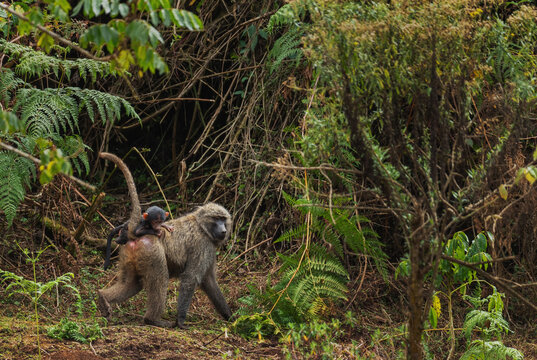 Olive Baboon - Papio anubis, large ground primate from African bushes and woodlands, Bale mountains, Ethiopia.