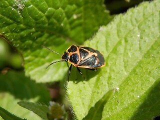 ナガメ(カメムシの一種)の成虫