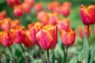 red tulips in the garden in the park, on a sunny summer day. Natural background. Flowers background. Beautiful neutral colors..