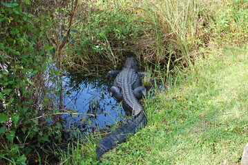 Alligator im Everglades National Park, Florida
