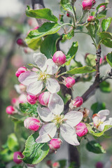 macro photography of apple flowers in spring