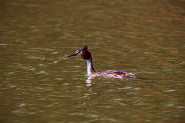 The great crested grebe (Podiceps cristatus) in the Danube Delta Biosphere Reserve in Romania