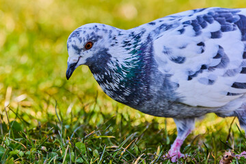 Pigeon on the ground or grass floor in the park. Beautiful pigeon standing on a meadow.
