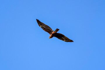 Imperial Eagle Aquila heliaca juvenile flying under blue sky. Majestic bird of prey in wildlife.