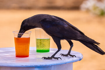 a crow drinking from a glass of juice