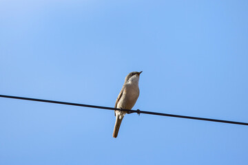 Savi's Warbler (Locustella luscinioides). on electric cable