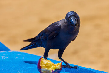 portrait of a crow sitting on a table