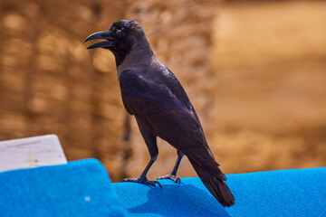 portrait of a crow sitting on a table