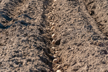Process of planting a potato field in the garden close-up. Seed potatoes. Process of planting potatoes in plowed land