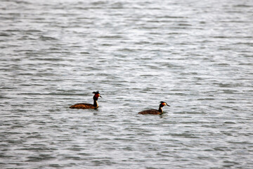 The great crested grebe (Podiceps cristatus) in the Danube Delta Biosphere Reserve in Romania