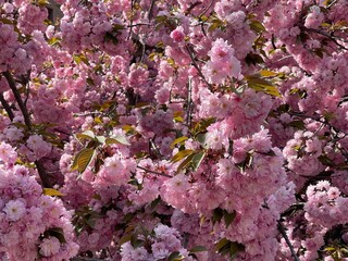 pink lilac on a tree close-up