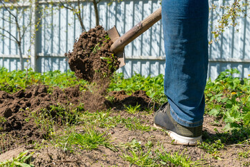 Man using a shovel covers the soil in the garden for a ridge on a sunny day close-up