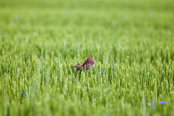 (Emberiza calandra) on a wheat ear in a field