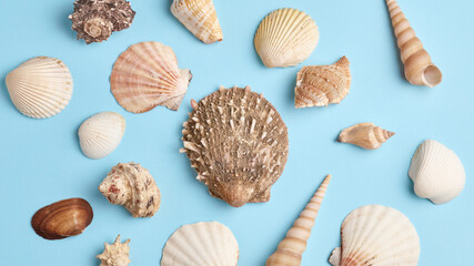 summer long banner. beautiful pattern of various seashells on a blue background. simple flat composition, top view