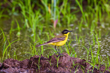Bird - Yellow Wagtail (Motacilla flava) male, spring time