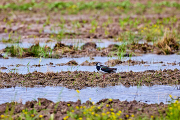 Lapwing (Vanellus vanellus) stands on grassy tuft