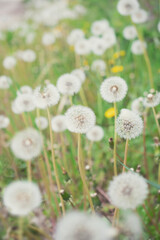 Meadow Of Dandelions to Make Dandelion . Natural background. Flowers background. Beautiful neutral colors..Wine. 