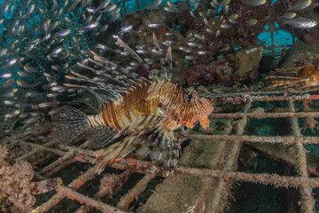 Lionfish in the Red Sea colorful fish, Eilat Israel
