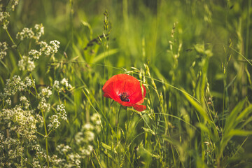 red poppy in a field