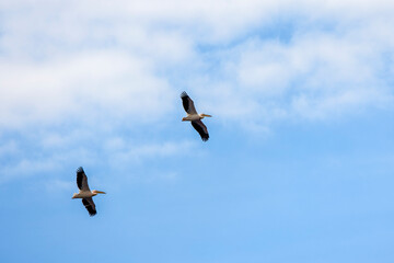 pelicans flying against the blue sky (pelecanus onocrotalus)