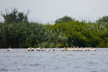 group of pelicans looking for food in the Danube Delta, Romania