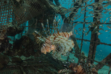 Lionfish in the Red Sea colorful fish, Eilat Israel

