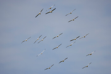 pelicans flying against the blue sky (pelecanus onocrotalus)