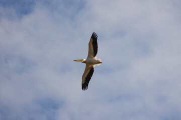 pelicans flying against the blue sky (pelecanus onocrotalus)