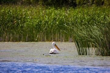 Pelicans in the Danube delta Romania. White pelicans in natural environment in the Danube Delta...