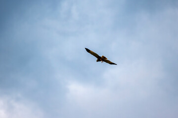 Imperial Eagle Aquila heliaca juvenile flying under blue sky. Majestic bird of prey in wildlife.