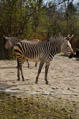 Fototapeta na wymiar Beautiful adult zebra in the animal park.