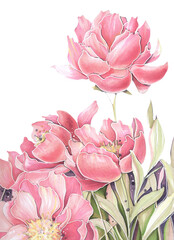 sketch with markers watercolor pink fuchsia peonies on a white background bouquet of summer flowers