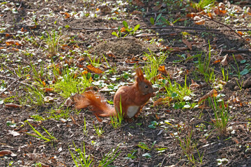 Naklejka na ściany i meble The squirrel sits in the grass and eats a nut.