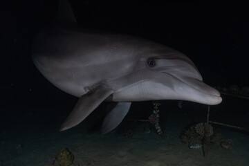 Naklejka premium Dolphin swimming in the Red Sea, Eilat Israel 