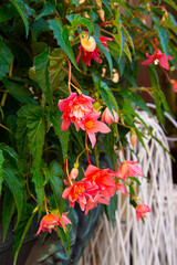 A flowering begonia