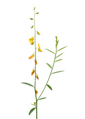 Yellow Crotalaria Juncea isolated on white background.