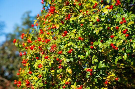 Ripe rose hips on a bush, summer day