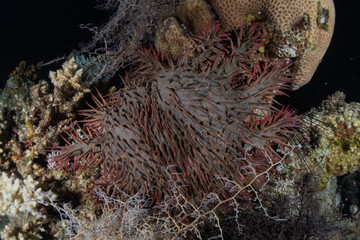 Coral reef and water plants in the Red Sea, Eilat Israel
