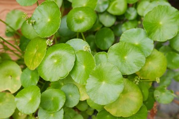 green leaves Centella asiatica or gotu kola organic vegetable and herb on natural light background
