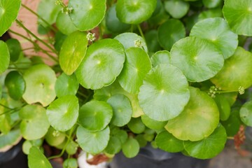 green leaves Centella asiatica or gotu kola organic vegetable and herb on natural light background
