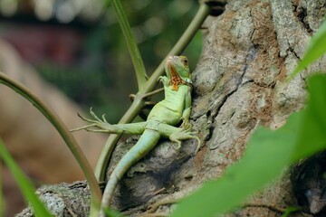 Cute animal, an iguana is relaxing on a tree.
