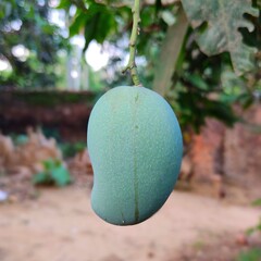 Mangoes on the tree. Green Natural Kesar Mango. Mango, Mangifera indica, Mango fruit, tree in the garden