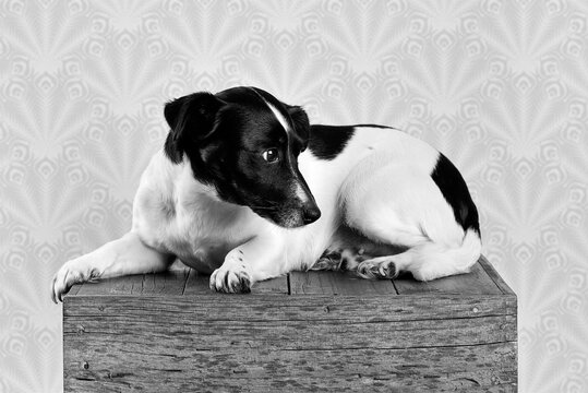 Close of a Black and White Foxy Terrier in Black and white